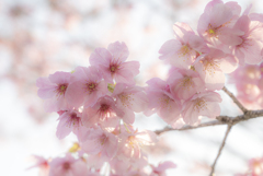 近所の桜開花