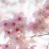 近所の桜開花