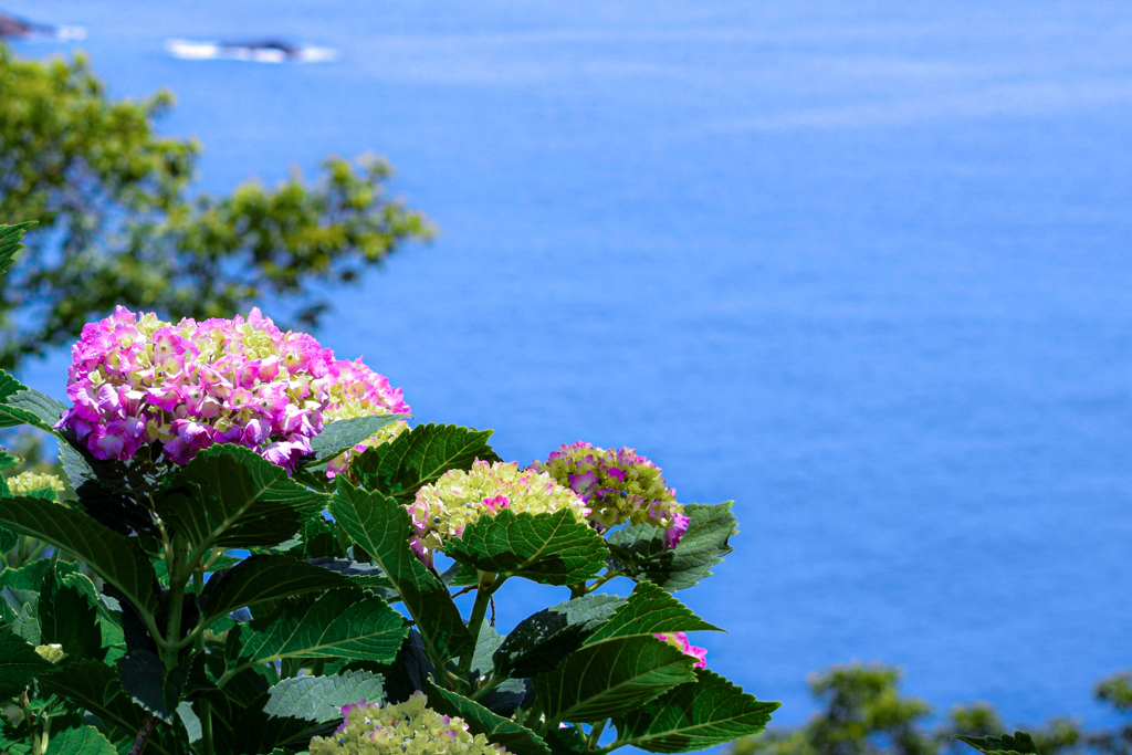 紫陽花と海