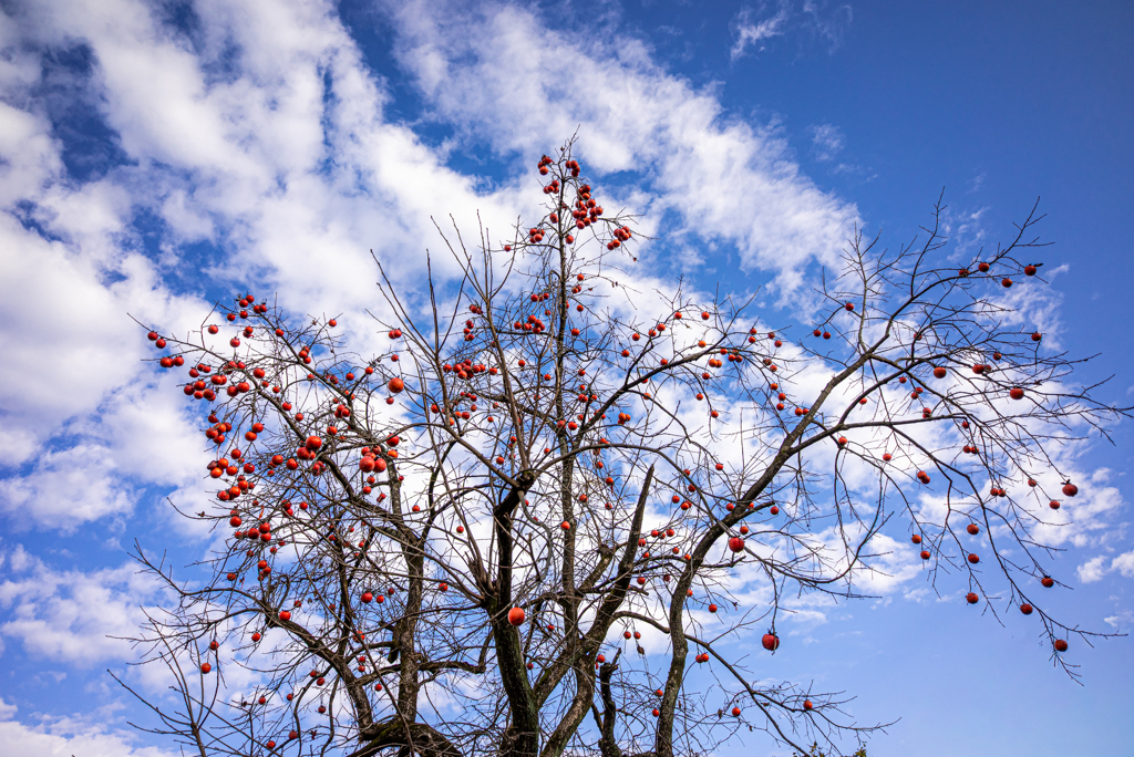 青空に残り柿