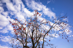 青空に残り柿