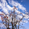 青空に残り柿