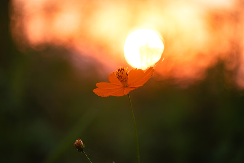 夕陽のキバナコスモス