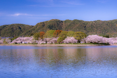 風にそよぐ池と桜並木