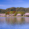 風にそよぐ池と桜並木