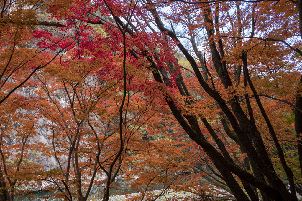 渓谷の紅葉