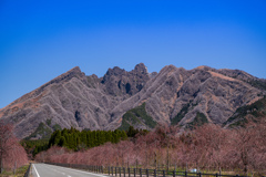 阿蘇根子岳とまだ蕾のサクラミチ