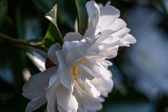 庭の片隅に咲いていた白い山茶花
