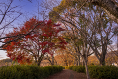 秋色散歩道