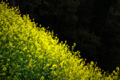 近所の菜の花満開