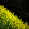 近所の菜の花満開