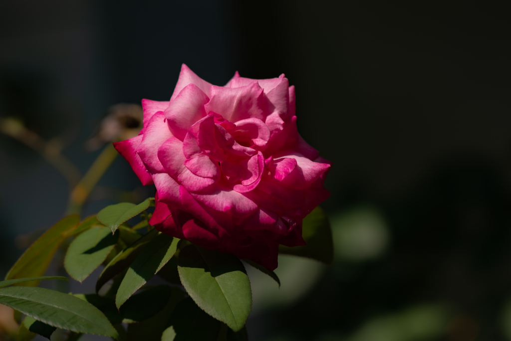 8月の熱い薔薇