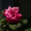 8月の熱い薔薇