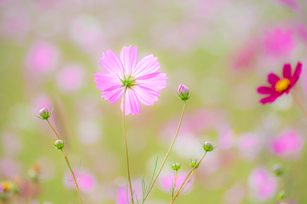 コスモス