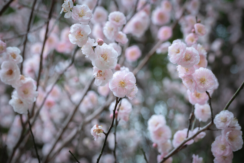 春満開