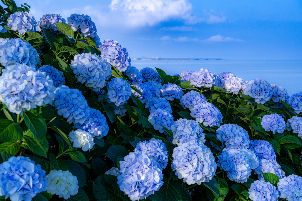紫陽花ブルーと海と空