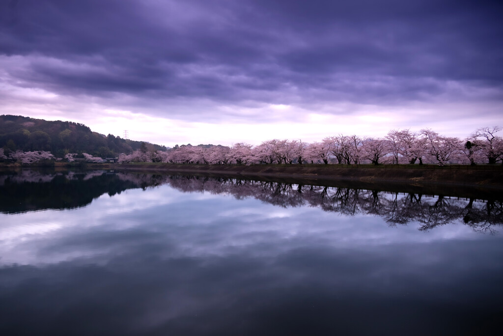 桜並木