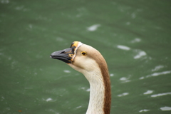 お堀の鳥たち（顔はちょと怖い）