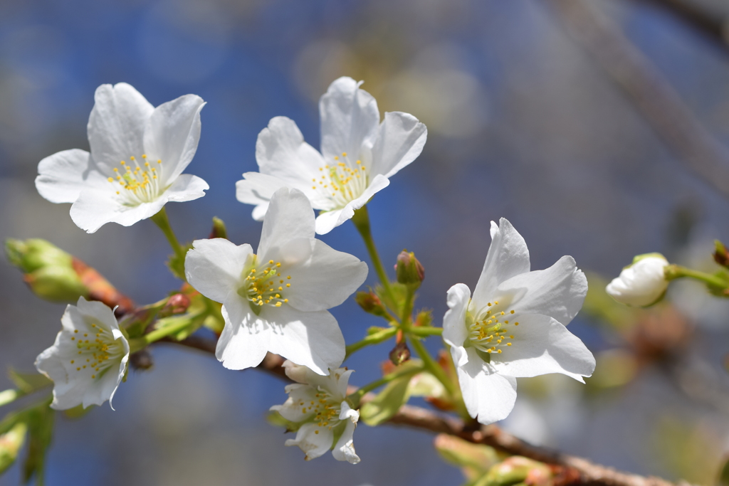 咲き始めの大島桜