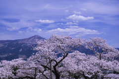 阿蘇の一本桜