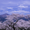 阿蘇の一本桜