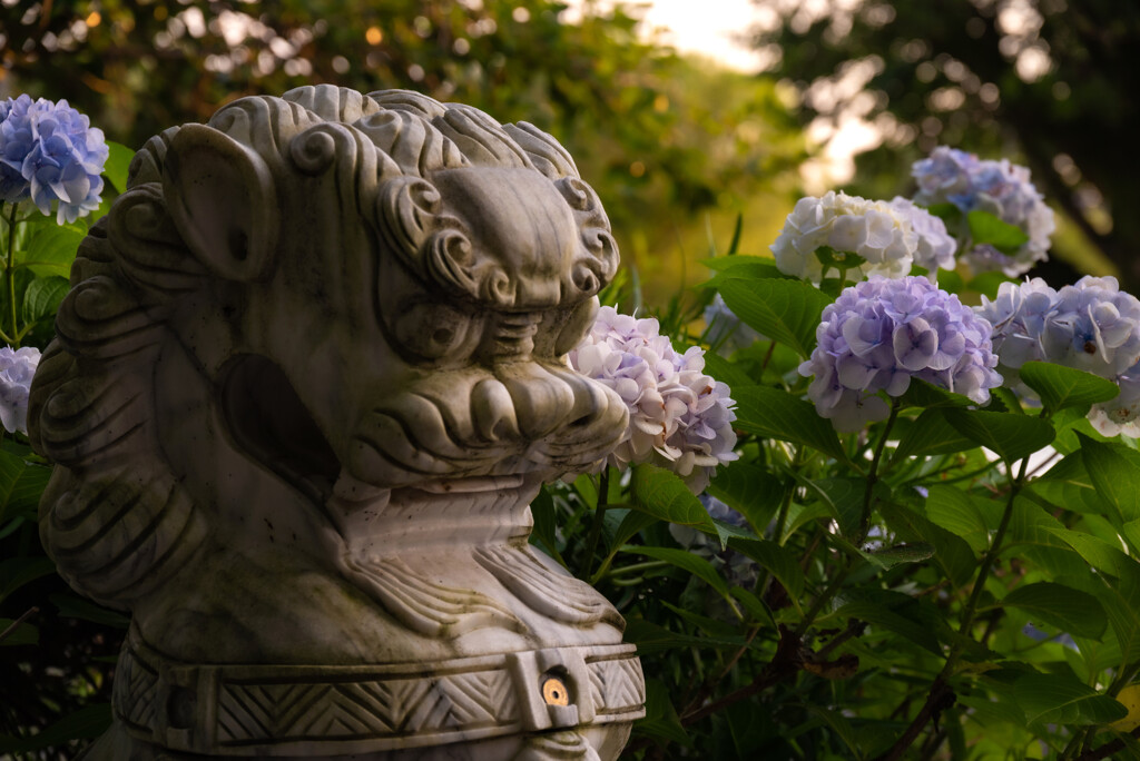 狛犬とあじさい