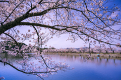 池を彩る満開の桜並木