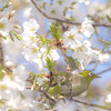 白い桜とメジロ