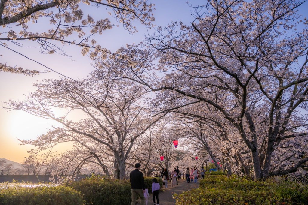 夕暮れのお花見散策を楽しむ人々