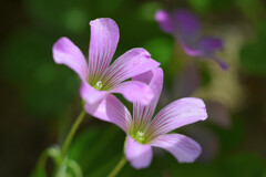 庭に咲く草花たち2