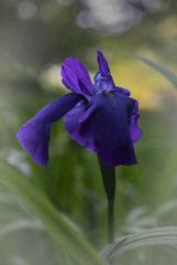 咲き始めた花菖蒲