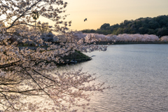 湖畔の桜並木