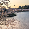 湖畔の桜並木