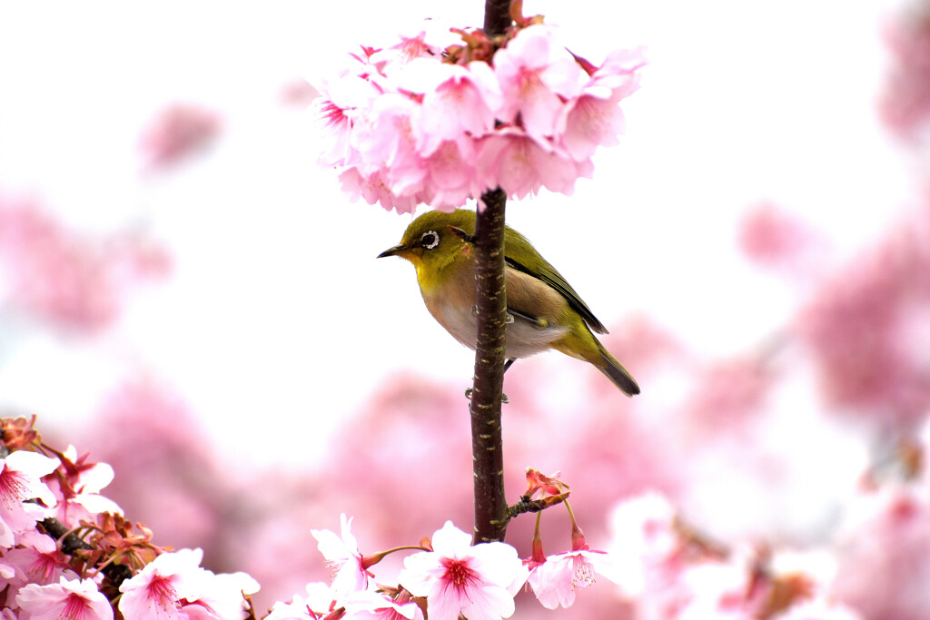 お花の帽子似合うかしら (^^♪