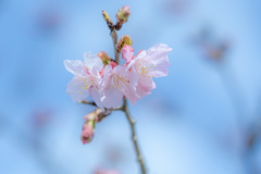 河津桜開花　2025