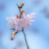 河津桜開花　2025