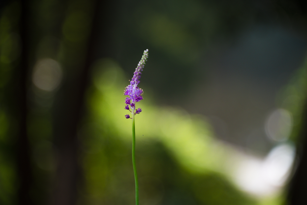 お散歩で見つけた草花