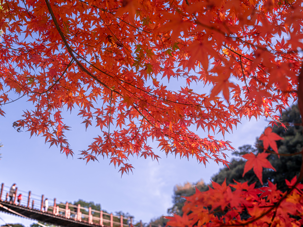 見上げる紅葉