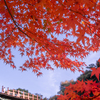見上げる紅葉