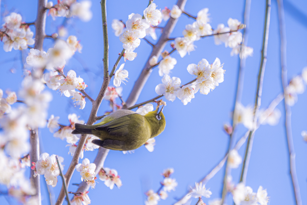 花から花へ2