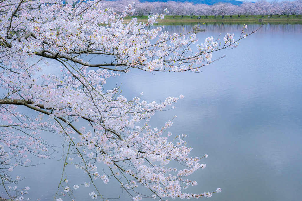 水辺の桜