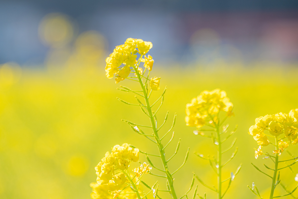 菜の花