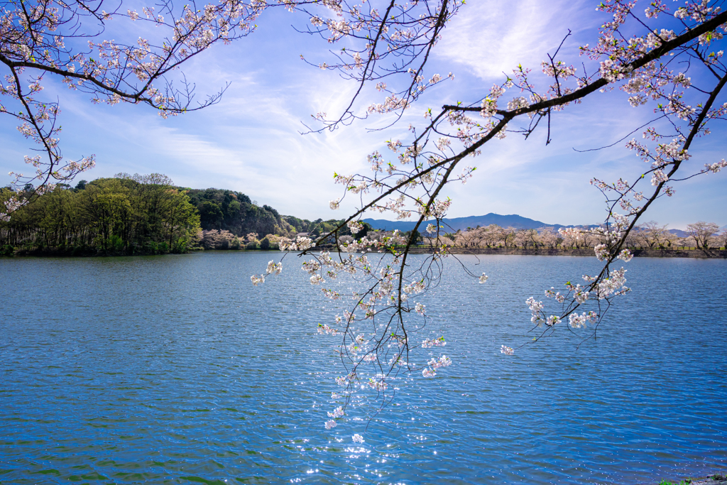 きらめく池と輝く桜