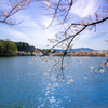 きらめく池と輝く桜