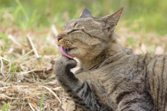 公園のねこ～休息中