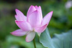 ピンクの花びらに魅せられて