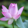 ピンクの花びらに魅せられて