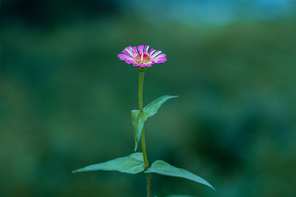 路傍の百日草