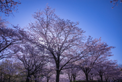 光り輝く桜たち
