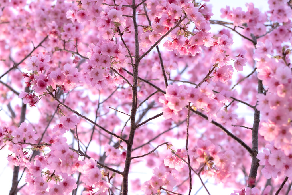 春色